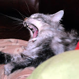 Gizmo0 - maine coon